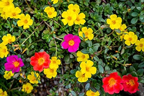 Purslane Large Flower Seed Mix Portulaca Grandiflora Seeds for Planting About 1000 Seeds - Image 3
