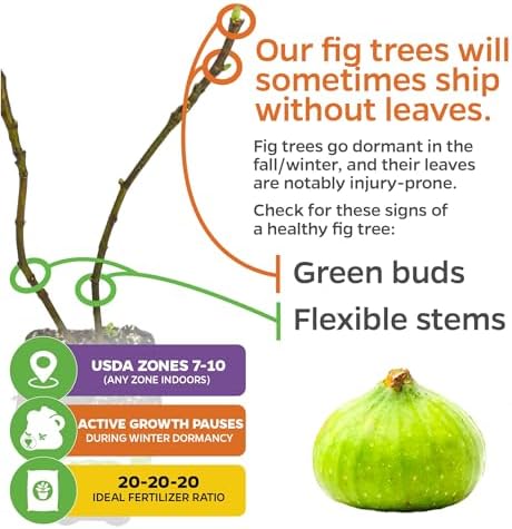 Lattarula Honey Fig (Italian Honey) Live Fig Plant - Ficus carica by Wellspring Gardens - Starter Plant for Your Garden and Patio - Grow Your Own Edible Fruit Tree (2-Pack) - Image 5