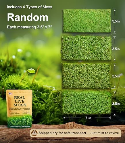LuckyRunes Live Moss 4-Pack for Terrariums,Potted Plants & Floral Decor - Image 2