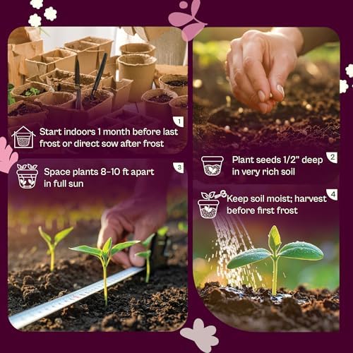 SVI 35 Winter Spaghetti Squash Seeds (Cucurbita Pepo) – Yellow Winter Squash Spaghetti Seed Packets, Long Storage – Heirloom Vegetable Seeds for Outdoor Vegetable Garden, Raised Beds, Peat Pots - Image 5