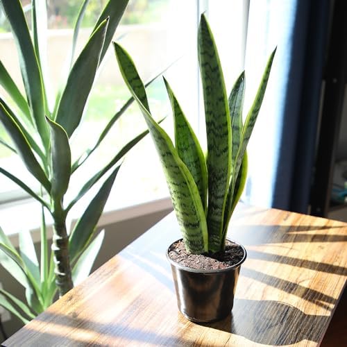 Live Snake Plant, Sansevieria trifasciata Laurentii, Fully Rooted Indoor House Plant in Pot, Mother in Law Tongue Sansevieria Plant, Potted Succulent Plants, Sansevieria laurentii by Plants for Pets - Image 3