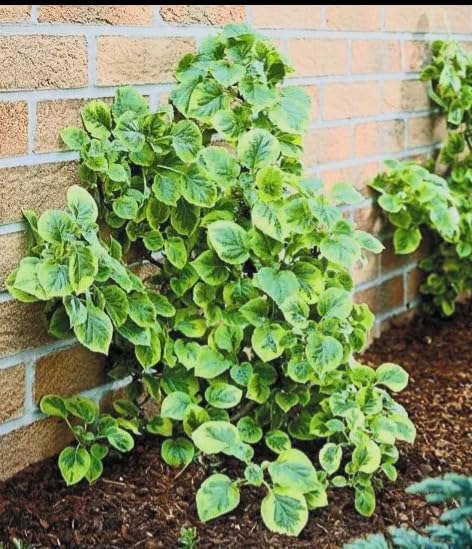 Hydrangea ‘Mirranda’ Live Variegated Climbing Vine – Rare Self-Clinging Hydrangea – Large White Lacecap Flowers – Hardy Shade Vine – 4” Pot - Image 4