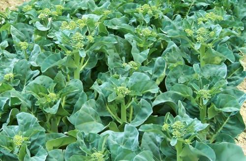 200PCS Kale Broccoli Seeds White-Flowerd Pak Choy Heirloom Vegetable Seeds by Unknown