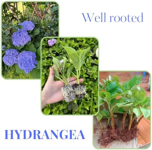 Rebloomer Pink Purple Hydrangea Bush Live Plant, Shrub Plant, 2.5 Inch Pot - Image 5