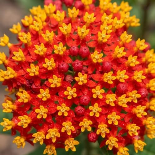 2 Red Butterfly Milkweed Plants Live, Asclepias Tuberosa Tropical Flowers - Image 4