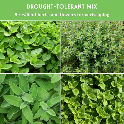 Drought Tolerant Herb and Flower Seeds for Planting - 8 Variety Pack - Image 4