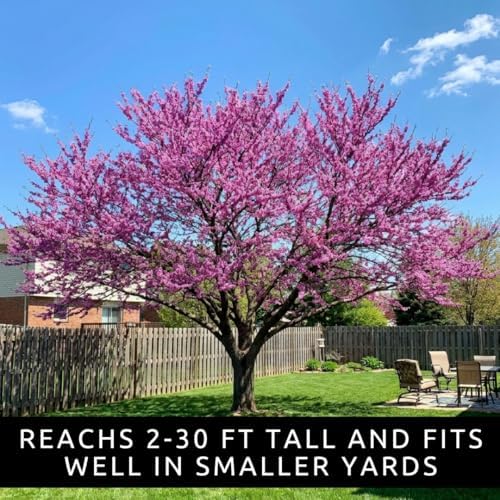 100 Redbud Tree Seeds | Flowering Tree Seeds for Planting - Image 3