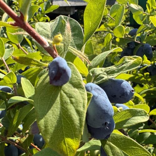 Blue Haskap Honeyberry Plant, Cold Hardy Berry Bush, 6-8 Inch Tall - Image 2