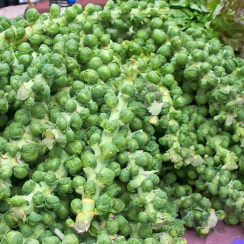 2 Brussel Sprouts Live Plants, Home Garden Vegetable, 4 Inch Pot - Image 3