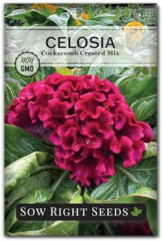 Sow Right Seeds - Cockscomb Crested Mix Celosia Seed for Planting Flower by SowRightSeeds
