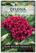 Sow Right Seeds - Cockscomb Crested Mix Celosia Seed for Planting Flower by SowRightSeeds