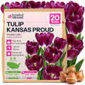 20 Kansas Proud Triumph Tulipa, Tulip Bulbs for Fall Planting by Unknown