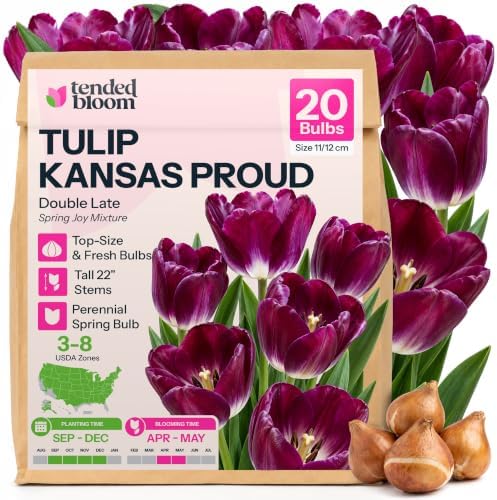 20 Kansas Proud Triumph Tulipa, Tulip Bulbs for Fall Planting by Unknown