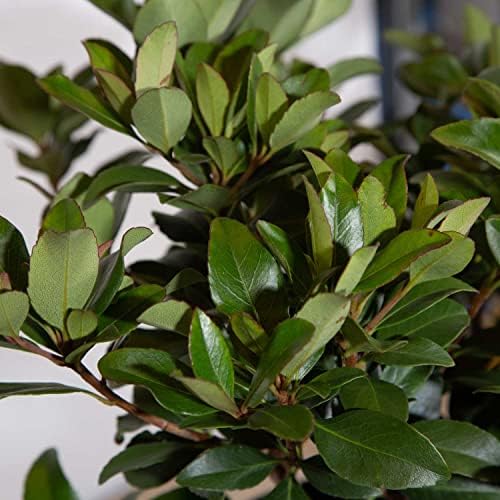 Snow White Indian Hawthorn (2.5 Gallon) White Blooming Evergreen Shrub - Full Sun Live Outdoor Plant - Image 5