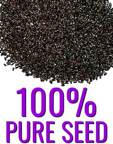 Seed Needs Vera Lavender Seeds to Plant Non-GMO & Heirloom Herbs XL Pack - Image 6
