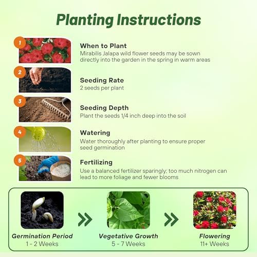 Outsidepride Red Four O'clock Flower Seeds - 1 lb Perennial Fragrant, Trumpet-Shaped Blooms, Deer-Proof & Easy to Grow, for Pollinator & Evening Gardens, Containers, Hedges, or Borders - Image 4