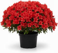 Red Azalea Plant in 4" Pot, 8-10" Tall, Azalea Bush Rhododendron by Unknown
