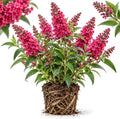 Buddleia Butterfly Bush Live Plant | 4 Inch Tall | Flowering Shrub with Deep Purple Blooms | Easy to Grow Plant for Outdoor Gardens, Borders & Pollinator Landscapes by GINGERGLOW