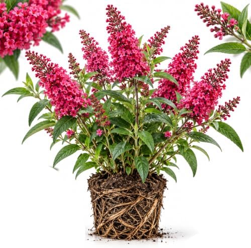 Buddleia Butterfly Bush Live Plant | 4 Inch Tall | Flowering Shrub with Deep Purple Blooms | Easy to Grow Plant for Outdoor Gardens, Borders & Pollinator Landscapes by GINGERGLOW