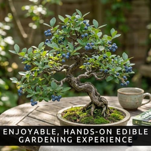 1 Blueberry Bonsai Tree Seedling – 1 Year Old Live Plant, Well Rooted Fruit Bearing Shrub for Container Growing, Edible Bonsai Starter for Patio, Indoor or Outdoor Gardening - Image 3