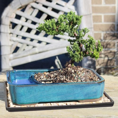 Brussel's Bonsai - Medium Juniper Live Bonsai Tree with Tray, Indoor Plant - Image 5