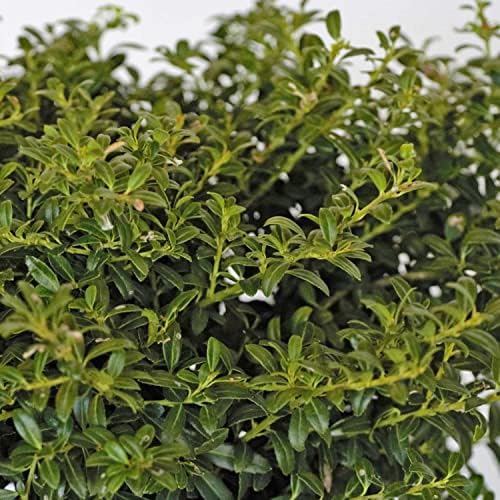 Soft Touch Holly (2.5 Gallon) Finely Textured Compact Evergreen Shrub - Full Sun Live Outdoor Plant - Ilex crenata - Image 6