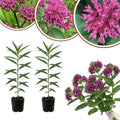Set of 2 Purple Milkweed Live Plant 4-6" Tall, Dormant in Winter by Unknown