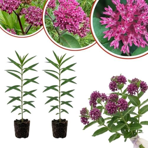 Set of 2 Purple Milkweed Live Plant 4-6" Tall, Dormant in Winter by Unknown