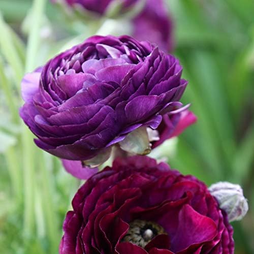 Ranunculus Purple 10 Flower Bulbs - Spring Blooms, Tecolote Buttercups - Image 3
