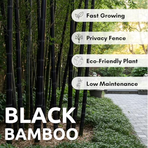 Black Bamboo Seeds to Plant, Ornamental Privacy Screen, 100 Premium Seeds - Image 6