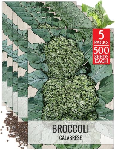 Seed Needs Calabrese Broccoli Seeds to Plant Heirloom & Non-GMO 5 Packs by SeedNeeds