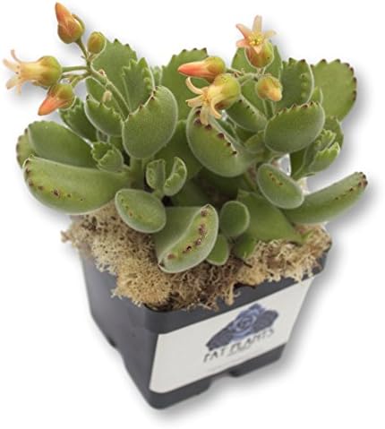 4" Bear Paws Live Succulent Houseplant, Rooted Cotyledon Tomentosa by FatPlantsSanDiego
