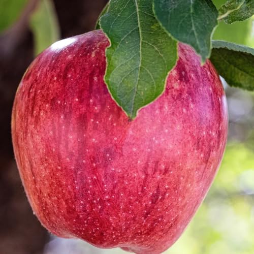 Red Delicious Apple Tree, 2 Trees, 1 gal Nursery Pot - Image 2