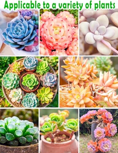 TOYPOPOR Succulent Soil, Cactus Potting Mix 2 Pounds/1 Quart, High Drainage, Pre-Mixed Ready to Use for All Succulent Varieties, Indoor Plants, Bonsai, Terrarium, Houseplant, 70% Particles 30% Soil - Image 5