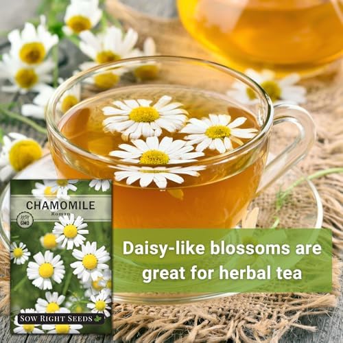 Sow Right Seeds - Roman Chamomile Seed for Planting Medicinal Herb Garden - Image 3