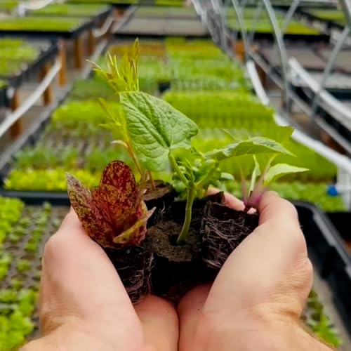 Herb Seedlings: Ready-to-Plant Seedlings, Starts, Plugs, Garden-Ready, Live Plants, Transplants, Pre-sprouted, for Soil & Hydroponic Gardens (36 seedlings) - Image 2