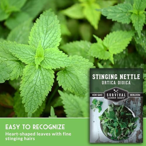 Stinging Nettle Seeds for Planting - 3 Packs - Image 5