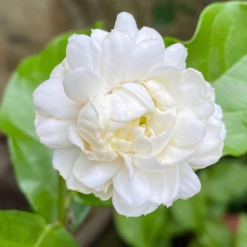 2 Grand Duke Arabian Jasmine Plants, Indoor Outdoor Flower, 4-9 Inches - Image 3