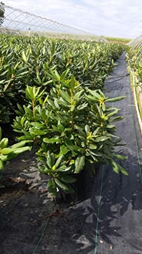 Green Promise Farms Rhododendron CAT. `ROSEUM ELEGANS` Evergreen, 3 Size Container, Lavender Pink Flowers - Image 2