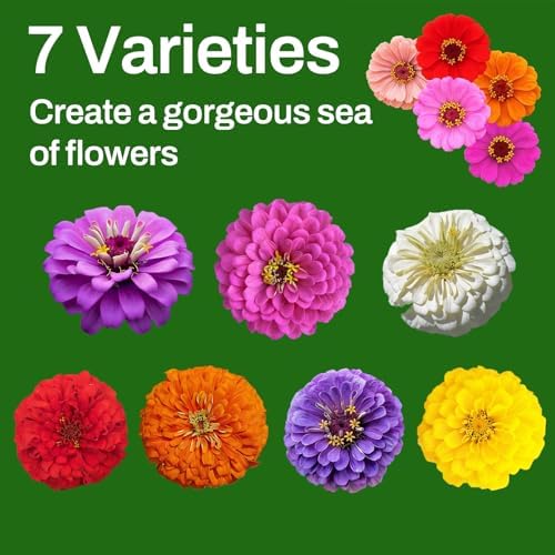 LUOJIBIE Zinnia Seeds, 6500+ Bulk Pack Mixed Colors Large Blooms Seeds, California Giant Zinnia Seeds for 2026, High Germination Non-GMO, Wildflower Seeds for Planting Indoor Outdoor, Open Pollinated - Image 2
