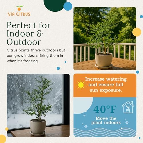 Australian Finger Lime Tree Live Plant 13-22" Tall by Via Citrus Indoor - Image 4