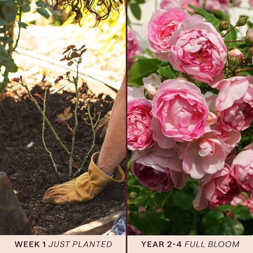 Heirloom Climbing Roses, Live Own Root Plant, Arborose® Jasmina - Image 3