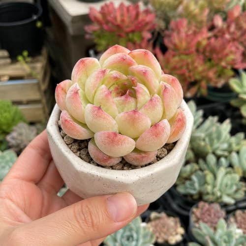Echeveria 'Soul Fairy' Bare Root Succulent Live Plant for Home Collectors - Image 3
