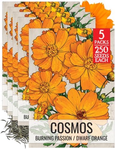 Seed Needs Orange Cosmos Seeds to Plant Cut Flowers - 5 Packs by SeedNeeds
