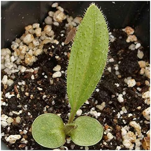 Everwilde Farms - 1 Lb Pale Purple Coneflower Native Wildflower Seeds - Gold Vault - Image 3