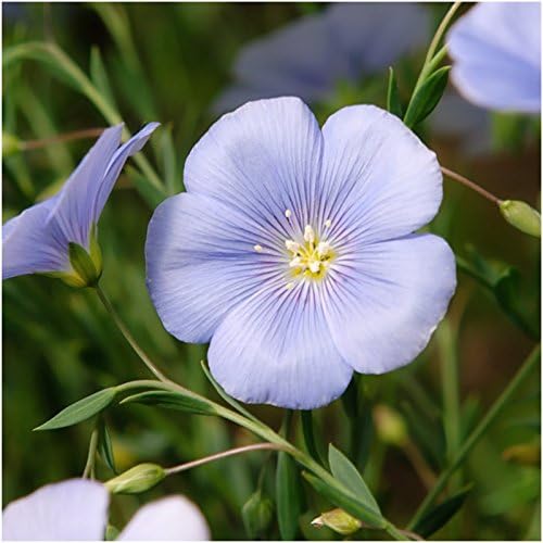 Seed Needs Perennial Wildflower Seed Mix 30,000 Seeds 2 Ounce Bulk Pack - Image 6