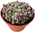 Sprout N Green 4" Sedum Dasyphyllum 'Minor', Live Succulent Fully Rooted in Pots, Rare House Plant for Home Office Indoor Outdoor Wedding Decoration, DIY Projects, Party Favor by SproutNGreen