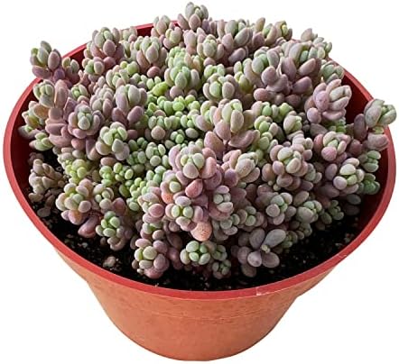 Sprout N Green 4" Sedum Dasyphyllum 'Minor', Live Succulent Fully Rooted in Pots, Rare House Plant for Home Office Indoor Outdoor Wedding Decoration, DIY Projects, Party Favor by SproutNGreen