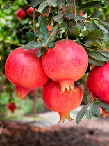 Parfianka Pomegranate Tree, Fruit Bearing, Hardy, 1 gal Nursery Pot, 12-18 in Tree Height (Due to Agricultural Laws, we Cannot Ship to CA, AZ, AK, or HI) - Image 2