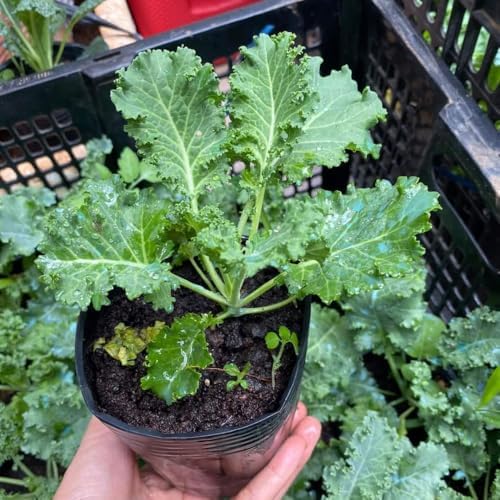 Kale Plants, 4" Pot Kale Plants Live Potted - Image 3